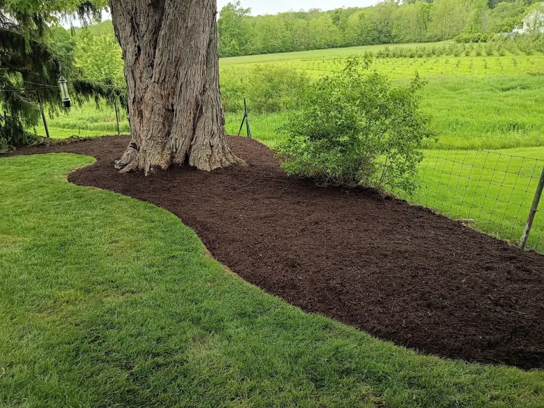 Fresh mulch installed around a mature tree